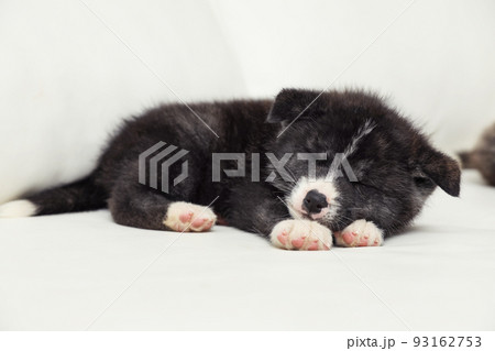 Akita inu puppy sleeping on sofa. Cute dog 93162753