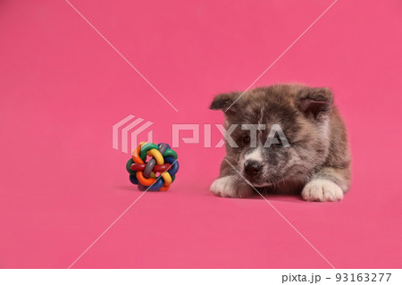 Cute Akita inu puppy with toy on pink background. Friendly dog 93163277