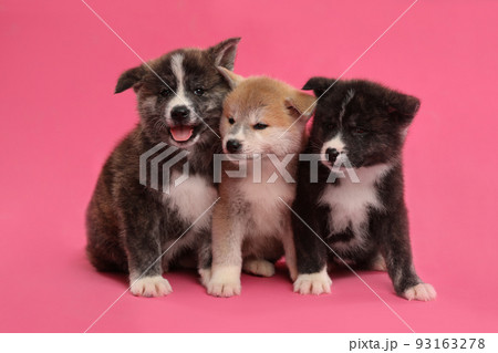 Cute Akita inu puppies on pink background. Friendly dogs 93163278