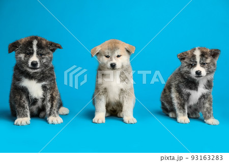 Cute Akita inu puppies on light blue background. Friendly dogs 93163283