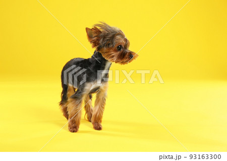 Cute Yorkshire terrier dog on yellow background Cute Yorkshire terrier dog on yellow background 93163300