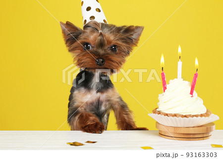 Cute Yorkshire terrier dog with birthday cupcake at table against yellow background 93163303