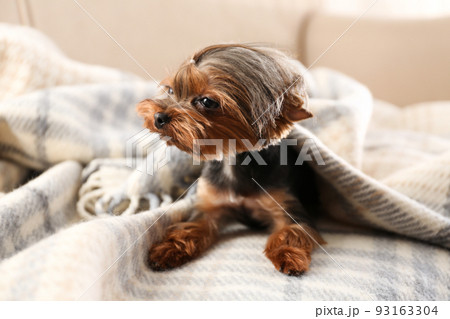 Cute Yorkshire terrier dog covered with plaid on sofa 93163304