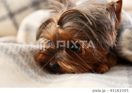 Cute Yorkshire terrier dog covered with plaid on sofa, closeup 93163305