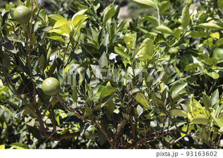 生口島瀬戸田町のレモン畑 93163602