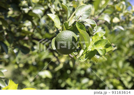 生口島瀬戸田町のレモン畑 93163614