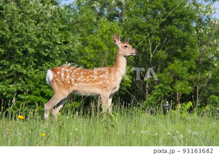 エゾシカ 93163682