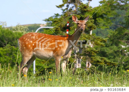 エゾシカ 93163684