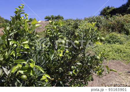 生口島瀬戸田町のレモン畑 93163901