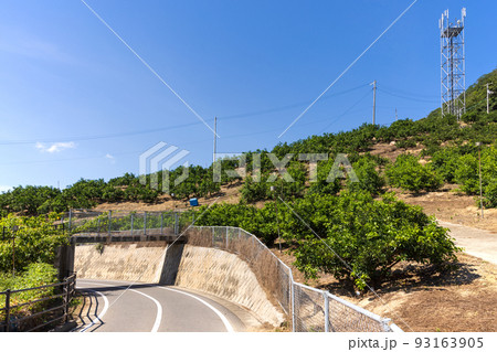 生口島瀬戸田町のレモン畑 生口島瀬戸田町のレモン畑 93163905