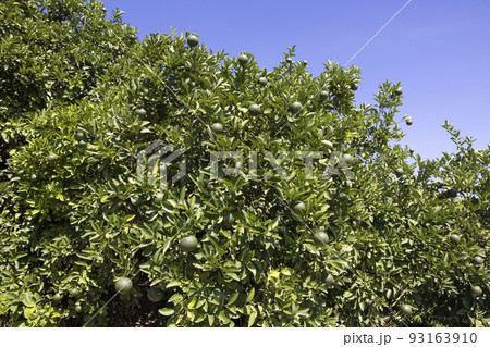 生口島瀬戸田町のレモン畑 生口島瀬戸田町のレモン畑 93163910