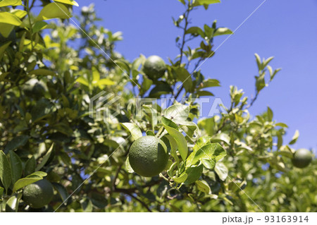 生口島瀬戸田町のレモン畑 93163914