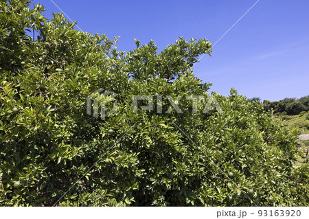 生口島瀬戸田町のレモン畑 生口島瀬戸田町のレモン畑 93163920