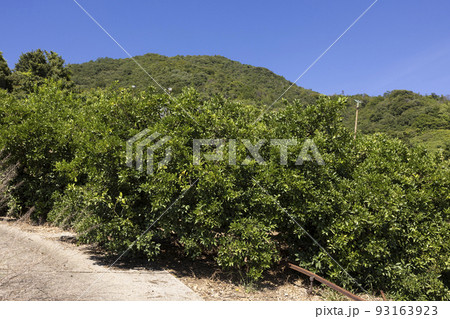 生口島瀬戸田町のレモン畑 生口島瀬戸田町のレモン畑 93163923