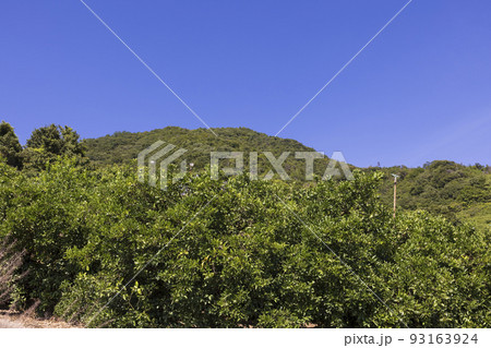 生口島瀬戸田町のレモン畑 生口島瀬戸田町のレモン畑 93163924