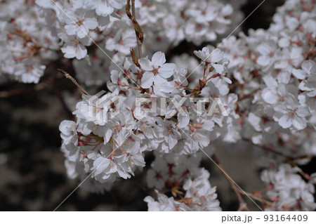 高遠の桜 高遠の桜 93164409