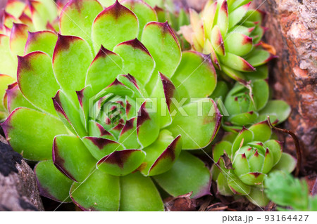Rosettes of Sempervivum tectorum or the common houseleek 93164427