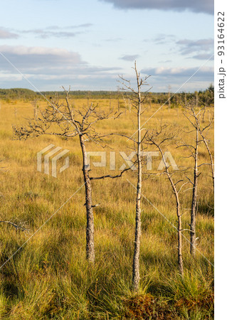 walk along the ecotrope in the forest or on the swamp and lake. autumn landscape in the suburbs. there are no people on the wooden paths  93164622