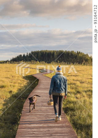 walk along the ecotrope in the forest or on the swamp and lake. autumn landscape in the suburbs. a woman walks with her dog in nature along 93164712