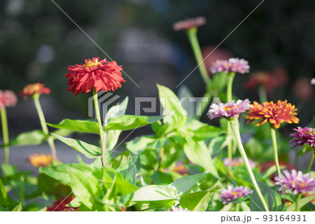 百日草 93164931