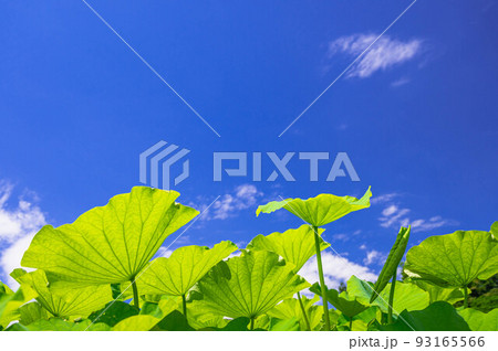 夏の青空とハスの葉 93165566