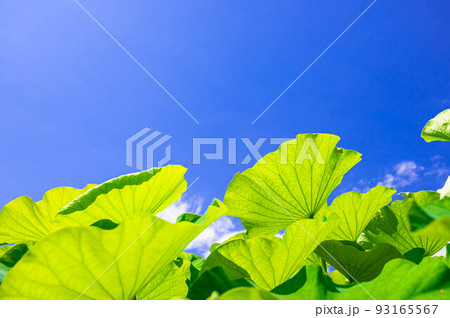 夏の青空とハスの葉 夏の青空とハスの葉 93165567