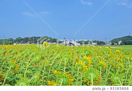 福岡県築上町にある道の駅しんよしとみ隣接の遺跡のひまわり畑 福岡県築上町にある道の駅しんよしとみ隣接の遺跡のひまわり畑 93165608