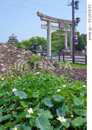 お堀に蓮の花咲く大分県中津城 お堀に蓮の花咲く大分県中津城 93165630