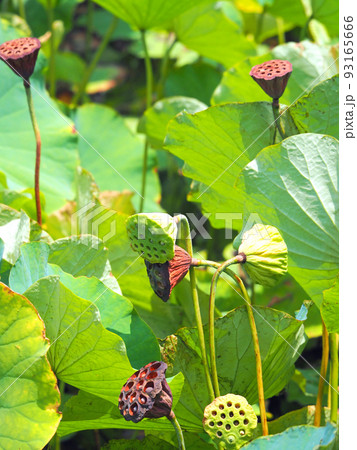 蓮池の花の後に黒い実が付いた花托 蓮池の花の後に黒い実が付いた花托 93165666