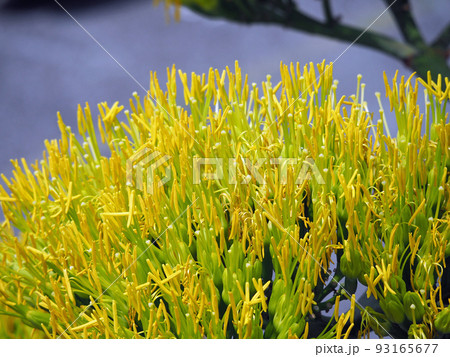 数十年に一度花を咲かせる植物リュウゼツラン 数十年に一度花を咲かせる植物リュウゼツラン 93165677