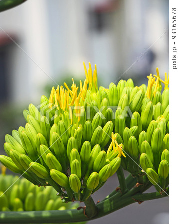 数十年に一度花を咲かせる植物リュウゼツラン 数十年に一度花を咲かせる植物リュウゼツラン 93165678