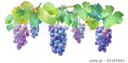 紫の葡萄棚の水彩イラスト。装飾。 93165681