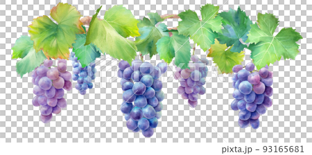 紫の葡萄棚の水彩イラスト。装飾。 93165681