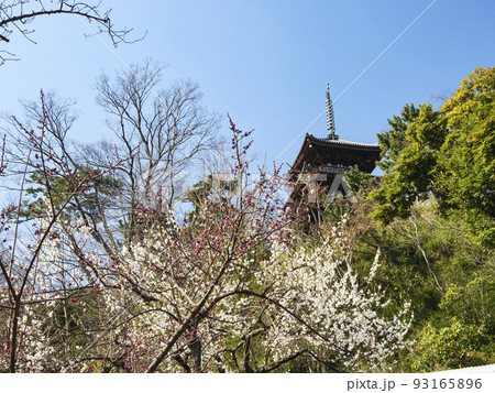 神奈川県横浜市本牧三渓園の早春 93165896