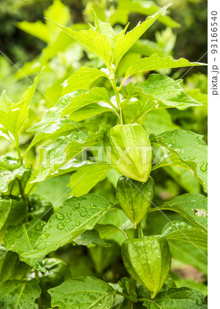 ホオズキ ホオズキ 93166540