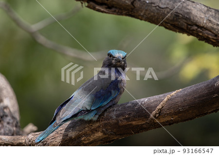 Indian Roller standing on a dry branch tree. 93166547