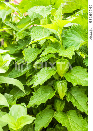 ホオズキ ホオズキ 93166549