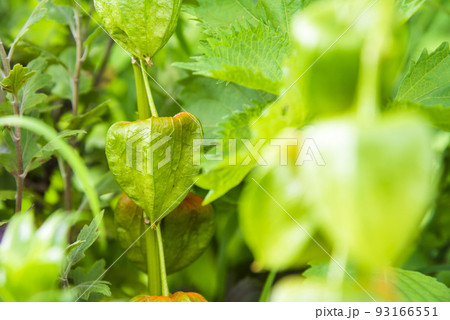 ホオズキ 93166551