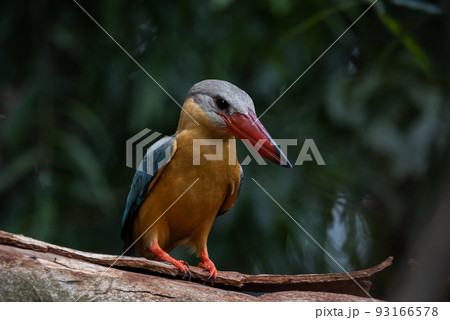 Stork-billed Kingfisher on the branch tree. 93166578