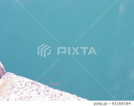 小魚 93166584