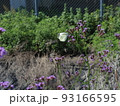 蝶 93166595