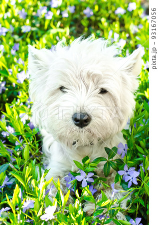 white dog 93167056