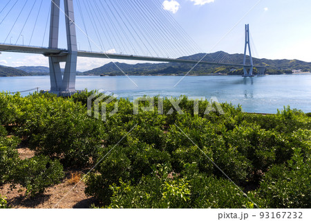 しまなみ海道生口島瀬戸田町のレモン畑と多々羅大橋 93167232