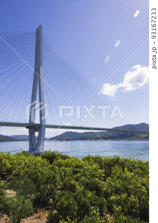 しまなみ海道生口島瀬戸田町のレモン畑と多々羅大橋 93167233