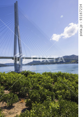 しまなみ海道生口島瀬戸田町のレモン畑と多々羅大橋 93167234