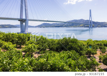 しまなみ海道生口島瀬戸田町のレモン畑と多々羅大橋 93167235