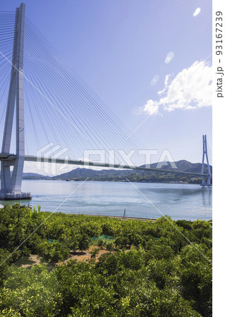 しまなみ海道生口島瀬戸田町のレモン畑と多々羅大橋 しまなみ海道生口島瀬戸田町のレモン畑と多々羅大橋 93167239