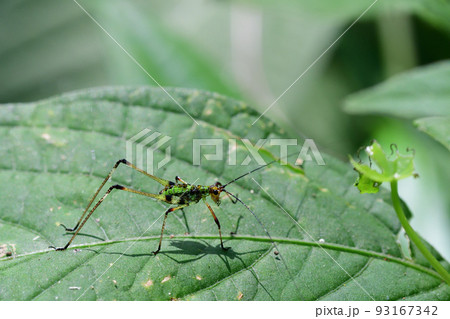 アシグロツユムシの幼虫（埼玉県/7月） 93167342