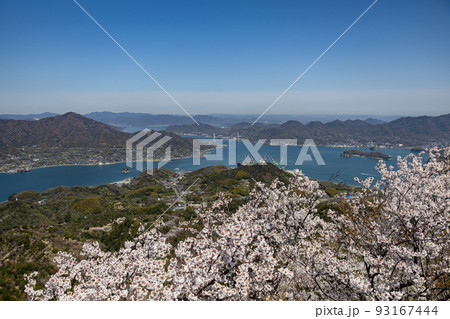 積善山山頂の桜(愛媛県岩城島) 積善山山頂の桜(愛媛県岩城島) 93167444