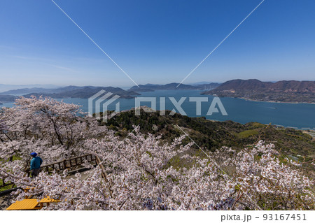 積善山山頂の桜（愛媛県岩城島） 93167451